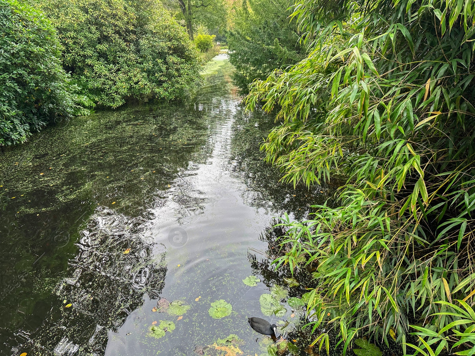 Photo of Beautiful water channel and bushes in park