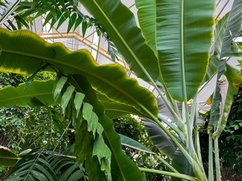 Many different plants growing in botanical garden