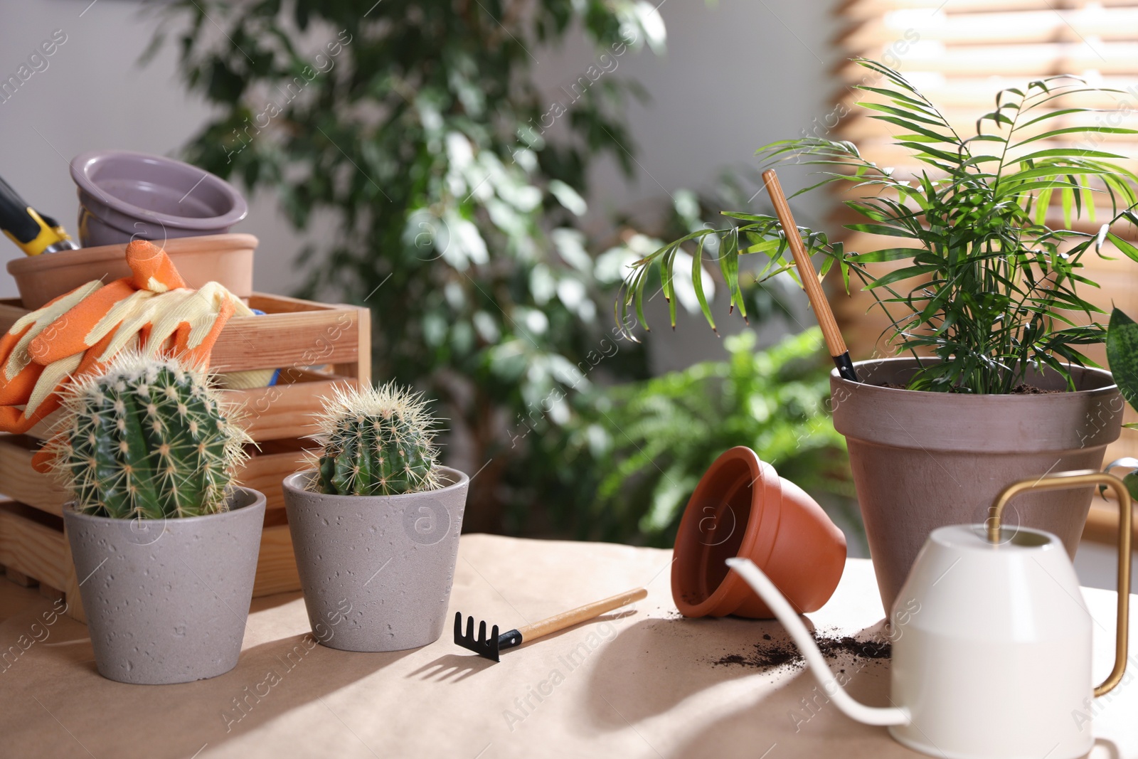 Photo of Beautiful houseplants and gardening tools on table indoors