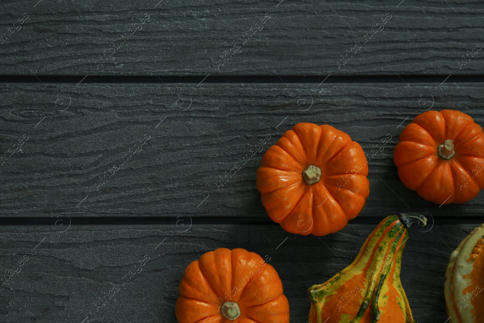 Photo of Many different pumpkins on wooden table, flat lay. Space for text