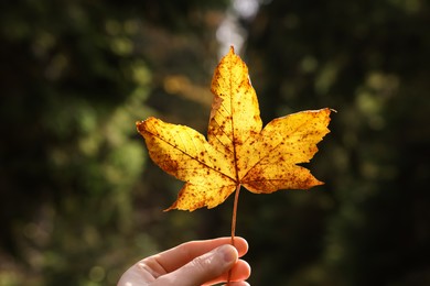 Photo of Woman holding beautiful autumn leaf outdoors, closeup