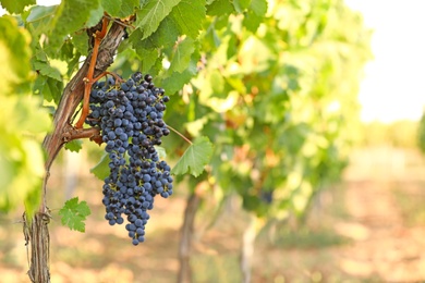 Fresh ripe juicy grapes growing in vineyard