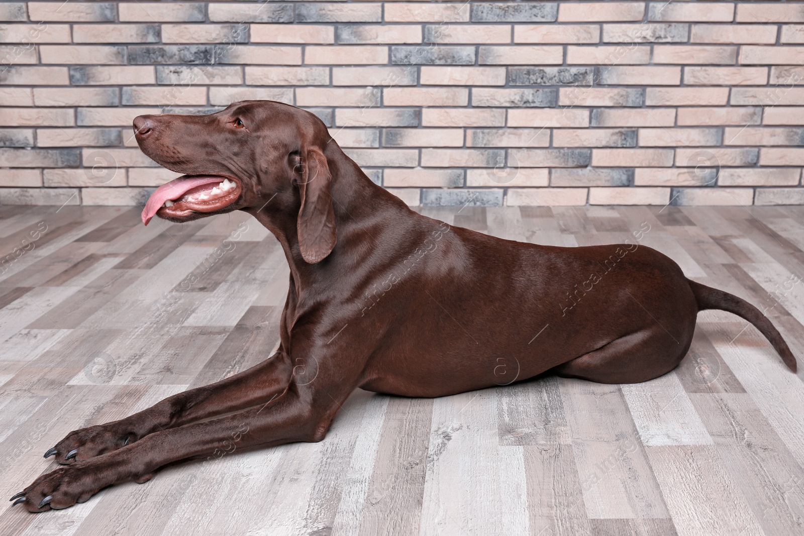 Photo of German Shorthaired Pointer dog lying on floor