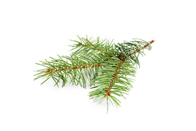 Branch of Christmas tree on white background