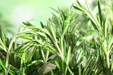 Branches of fresh rosemary on blurred green background