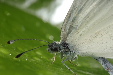 One beautiful butterfly on green leaf, macro view