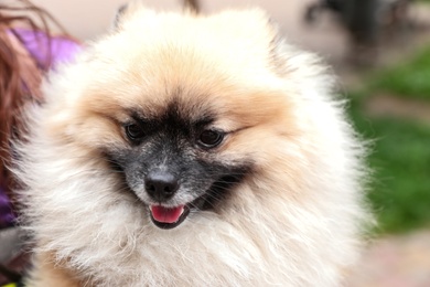 Closeup view of adorable Pomeranian spitz dog