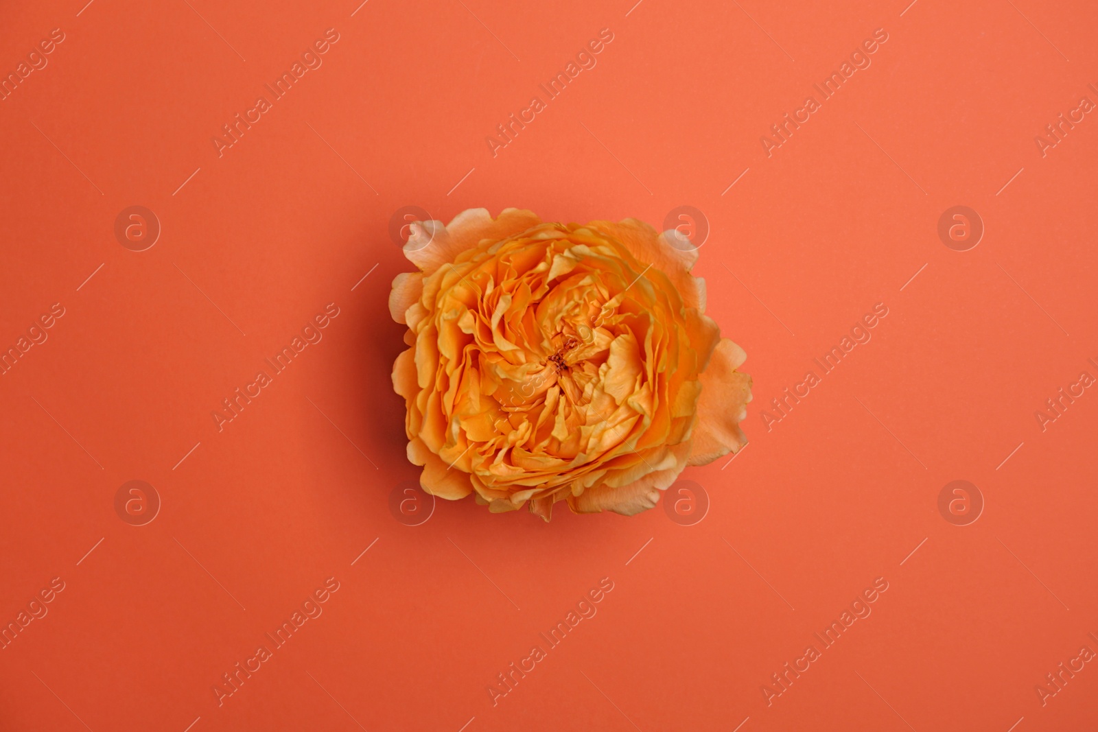 Photo of Beautiful fresh garden rose on coral background, top view