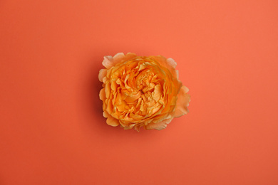 Photo of Beautiful fresh garden rose on coral background, top view