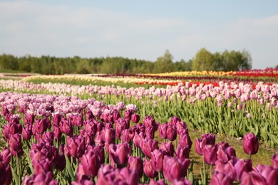 Photo of Beautiful colorful tulip flowers growing in field on sunny day