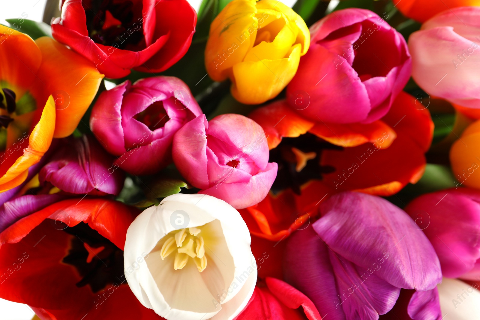 Photo of Beautiful bright spring tulip flowers as background