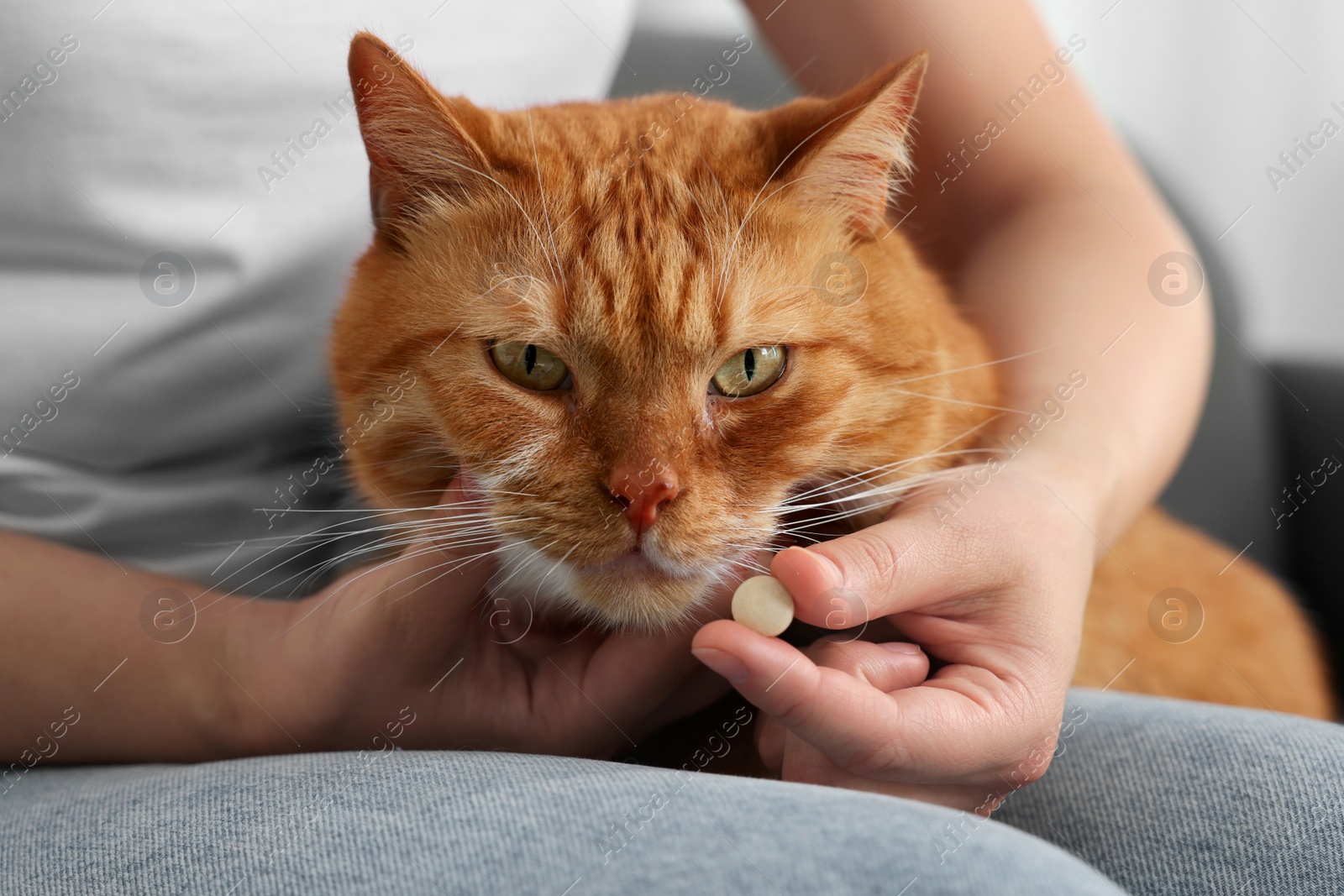 Photo of Woman giving vitamin pill to cute cat indoors, closeup