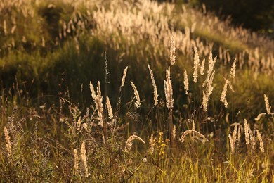 Photo of Many beautiful dry reeds growing in field