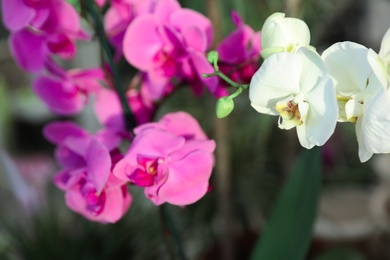 Photo of Beautiful blooming tropical orchid flowers in store, closeup