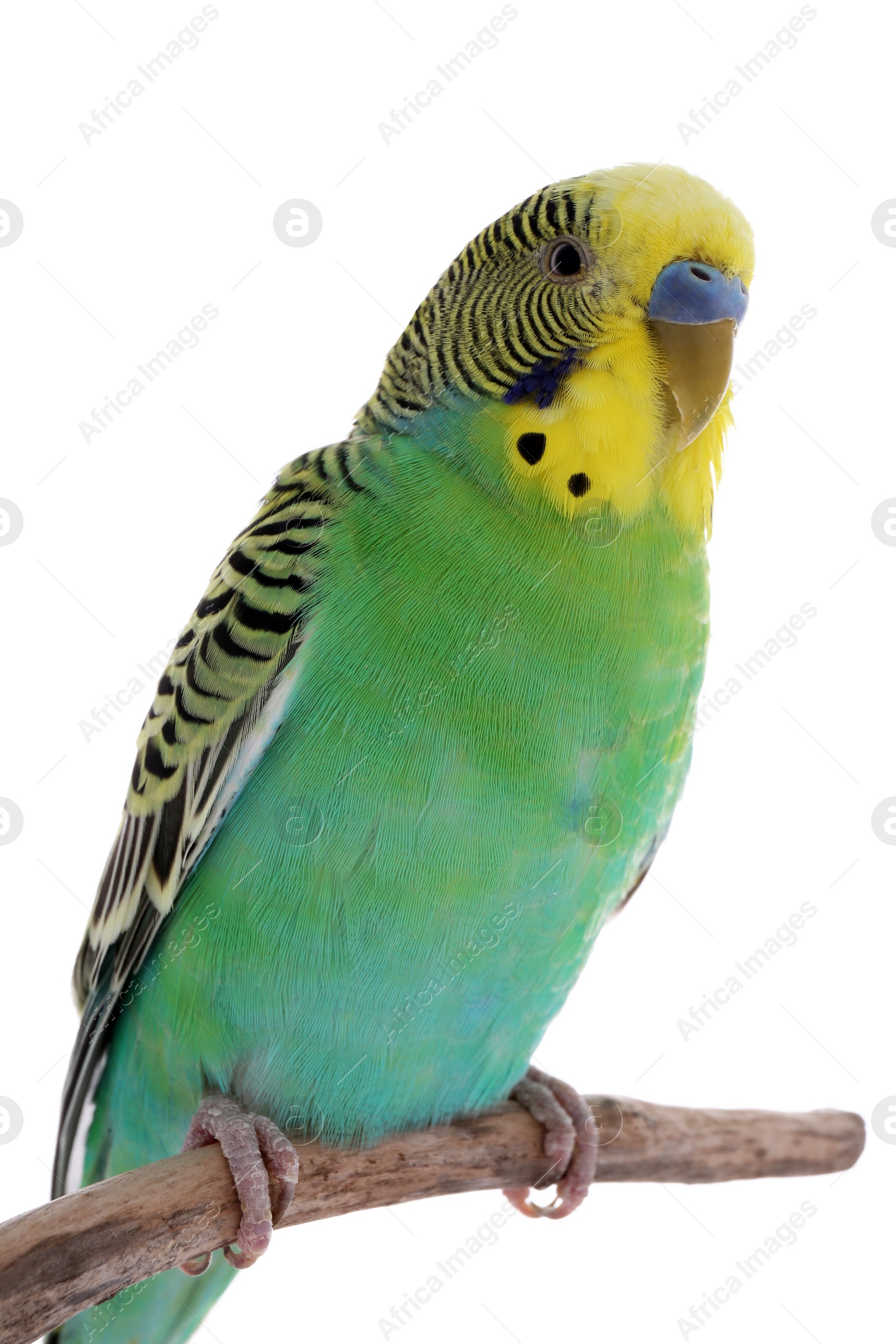 Photo of Beautiful parrot perched on branch against white background. Exotic pet
