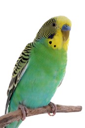 Photo of Beautiful parrot perched on branch against white background. Exotic pet