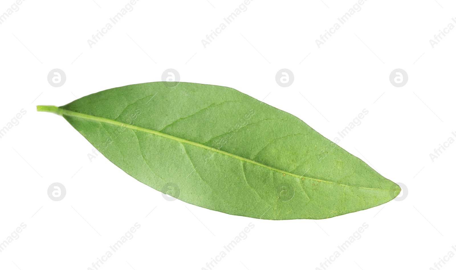 Photo of Fresh green citrus leaf on white background