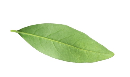 Photo of Fresh green citrus leaf on white background