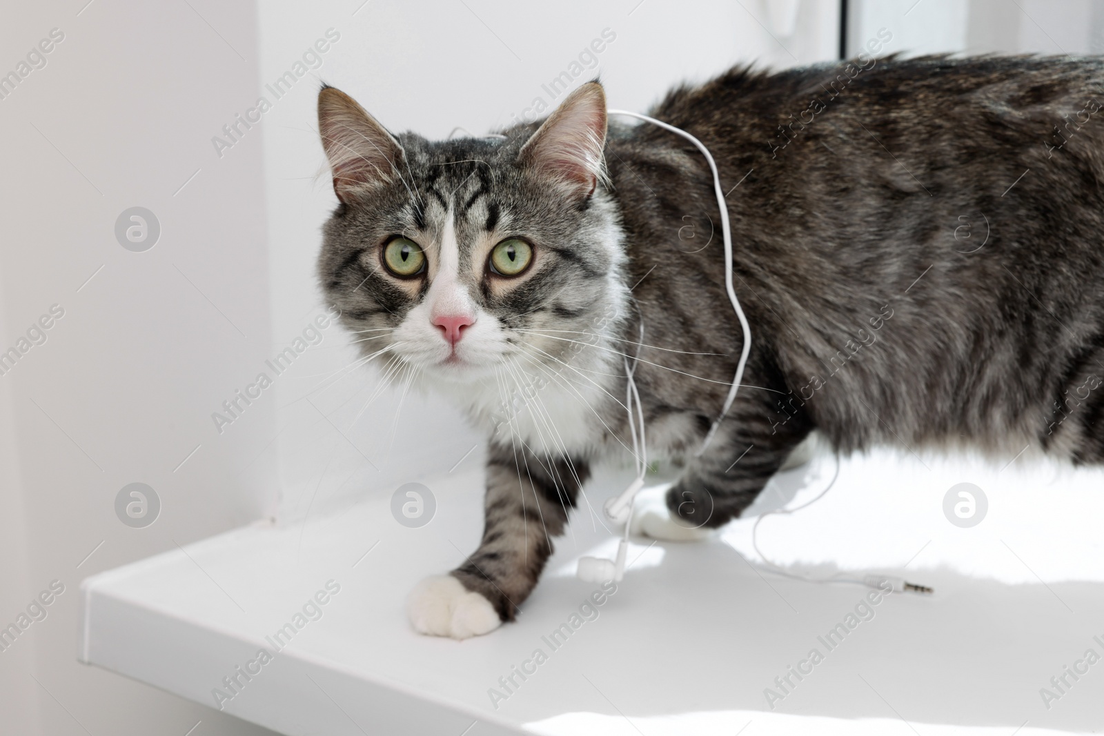 Photo of Naughty cat with damaged wired earphones on windowsill indoors