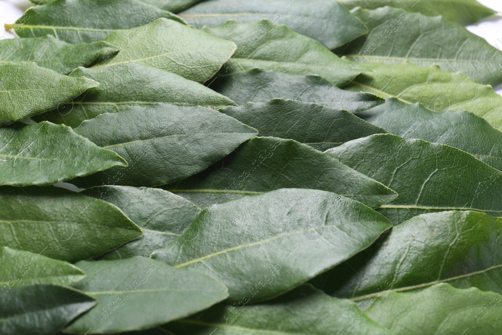 Photo of Many fresh bay leaves on white background, closeup