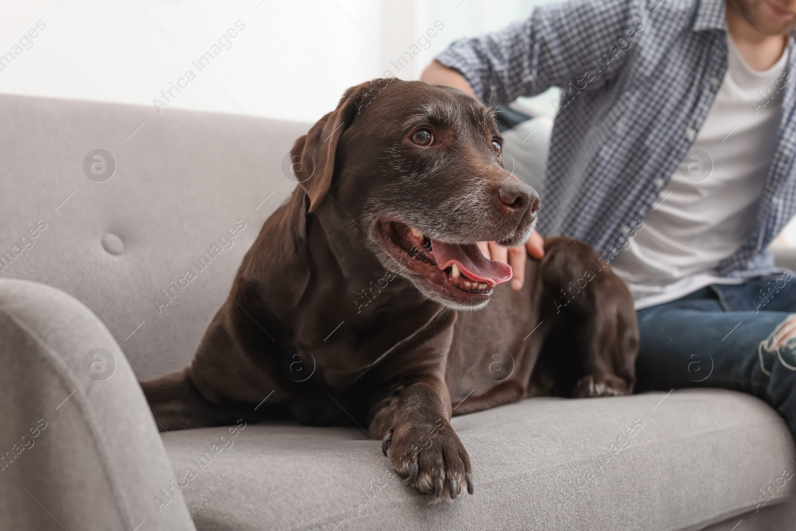 Photo of Adorable brown labrador retriever with owner on couch indoors