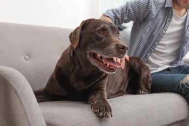 Adorable brown labrador retriever with owner on couch indoors