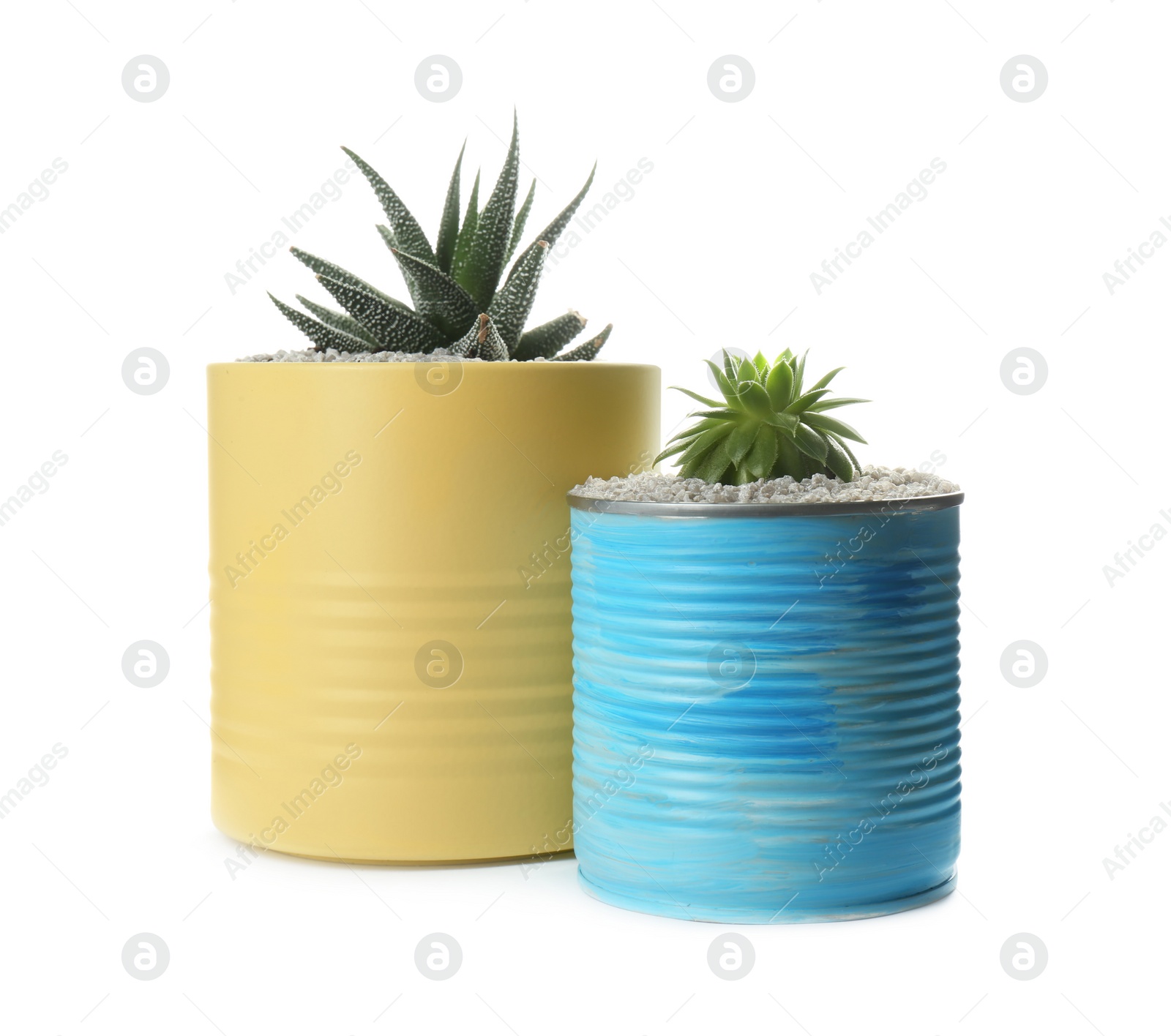 Photo of Beautiful succulent plants in painted tin cans isolated on white. Home decor