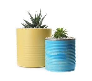 Photo of Beautiful succulent plants in painted tin cans isolated on white. Home decor