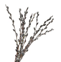 Photo of Beautiful blooming pussy willow branches on white background