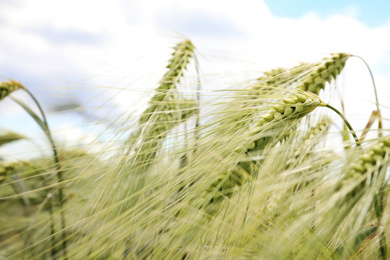 Photo of Closeup view of agricultural field with ripening cereal crop