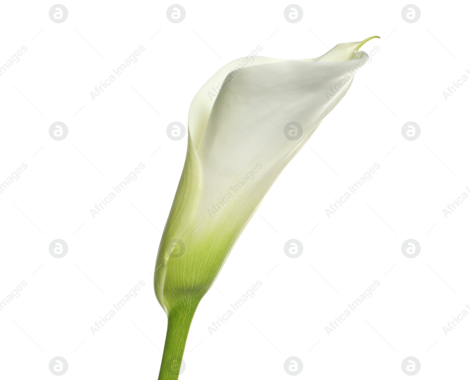 Photo of Beautiful calla lily flower on white background