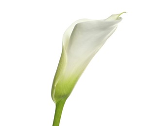 Photo of Beautiful calla lily flower on white background