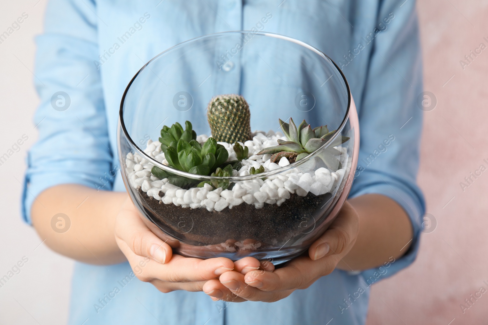 Photo of Young woman holding florarium with different succulents on color background, closeup