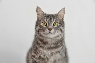 Photo of Adorable grey tabby cat on light background