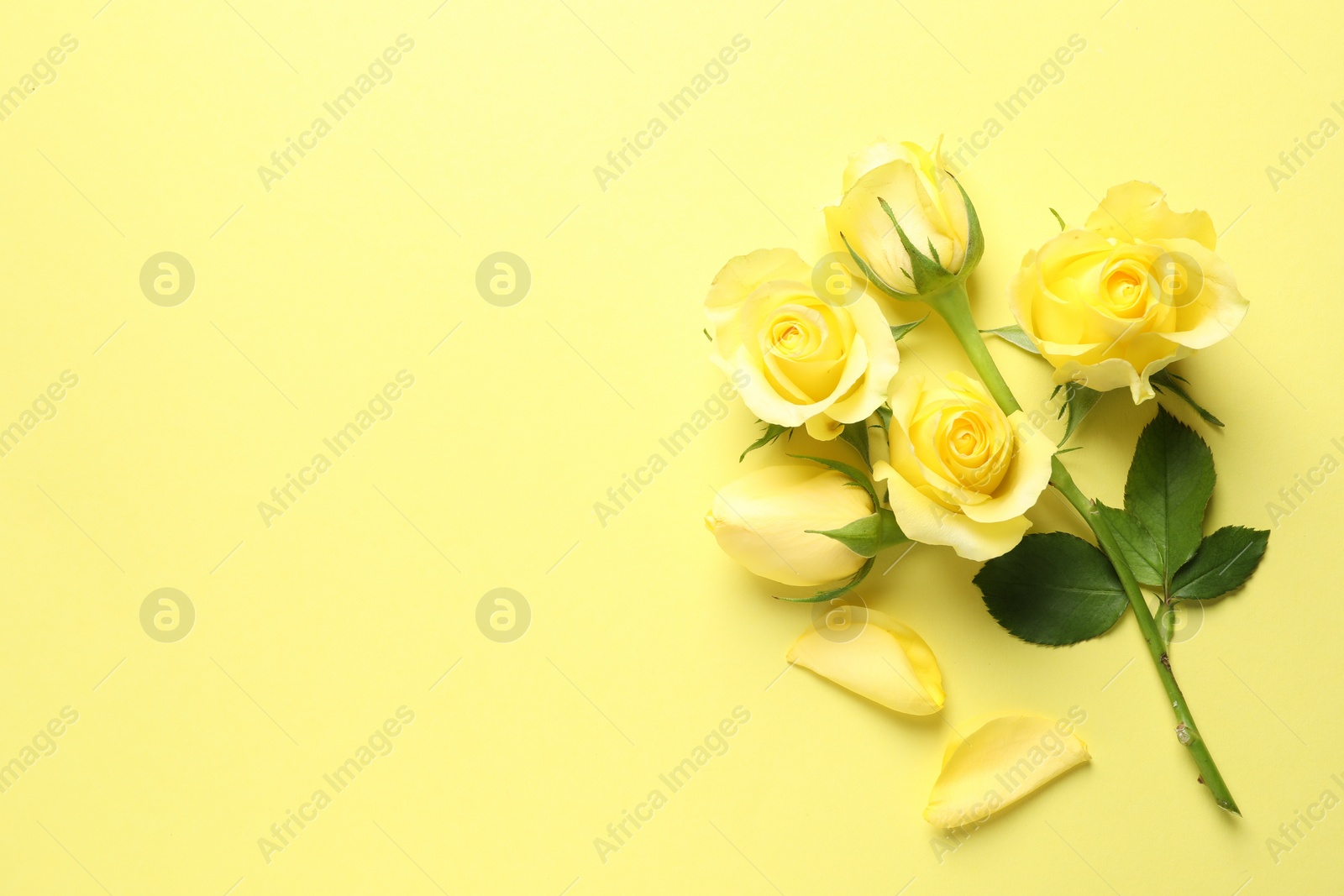 Photo of Beautiful roses and petals on yellow background, flat lay. Space for text