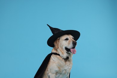 Photo of Cute Labrador Retriever dog in black cloak and hat on light blue background. Halloween celebration