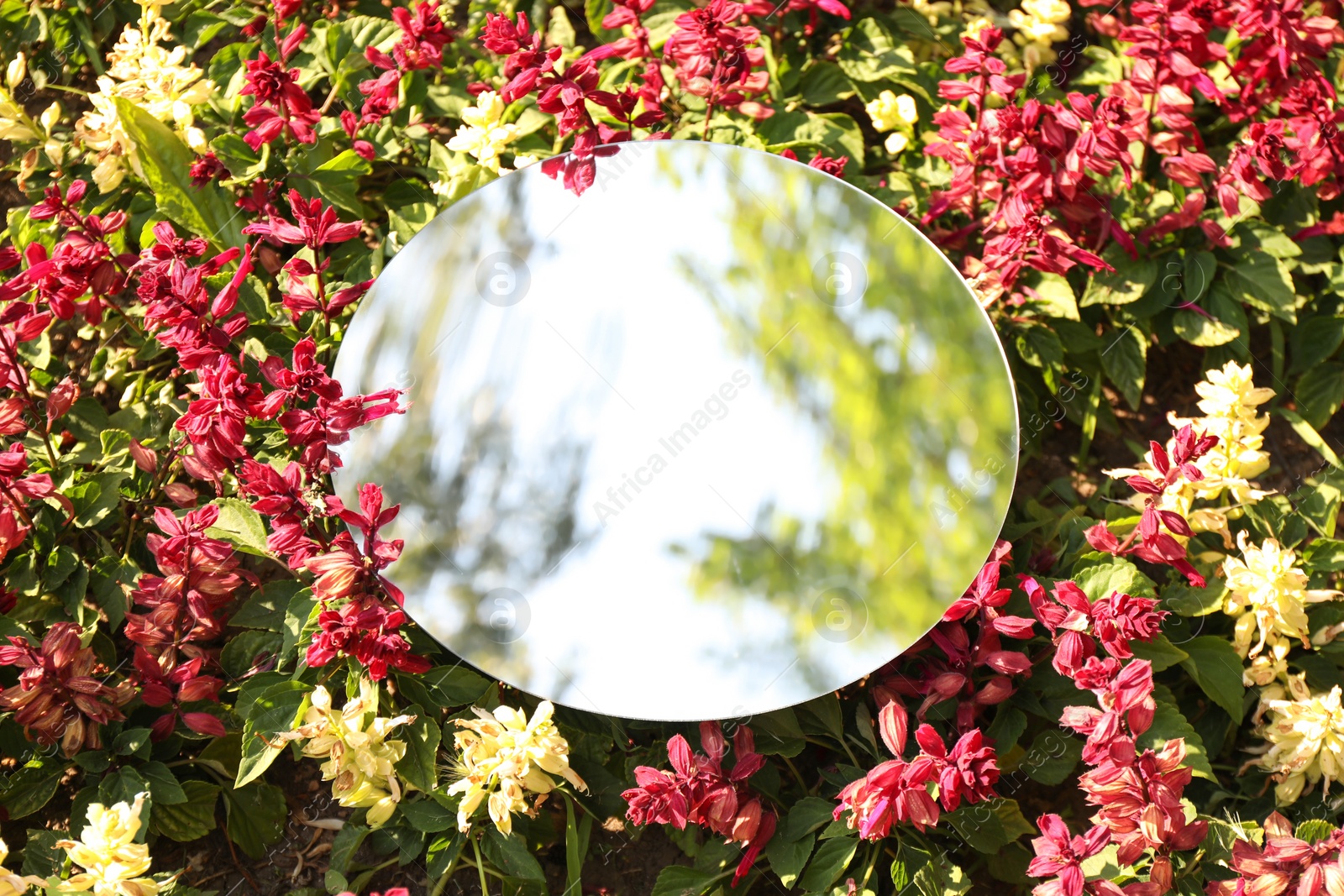 Photo of Round mirror among flowers reflecting tree and sky on sunny day