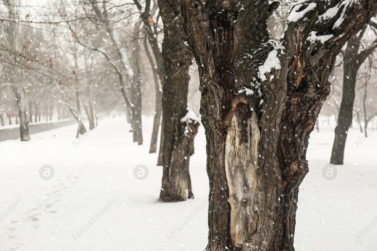 Photo of Winter city park with trees on snow day