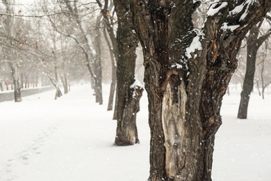 Photo of Winter city park with trees on snow day