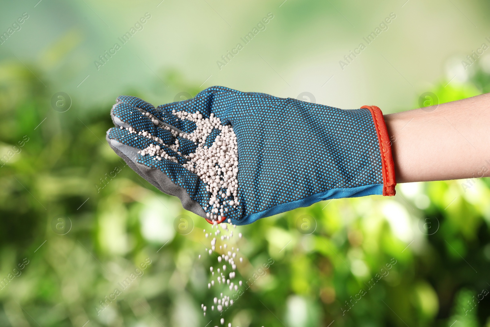 Photo of Woman in glove pouring fertilizer on blurred background, closeup. Gardening time