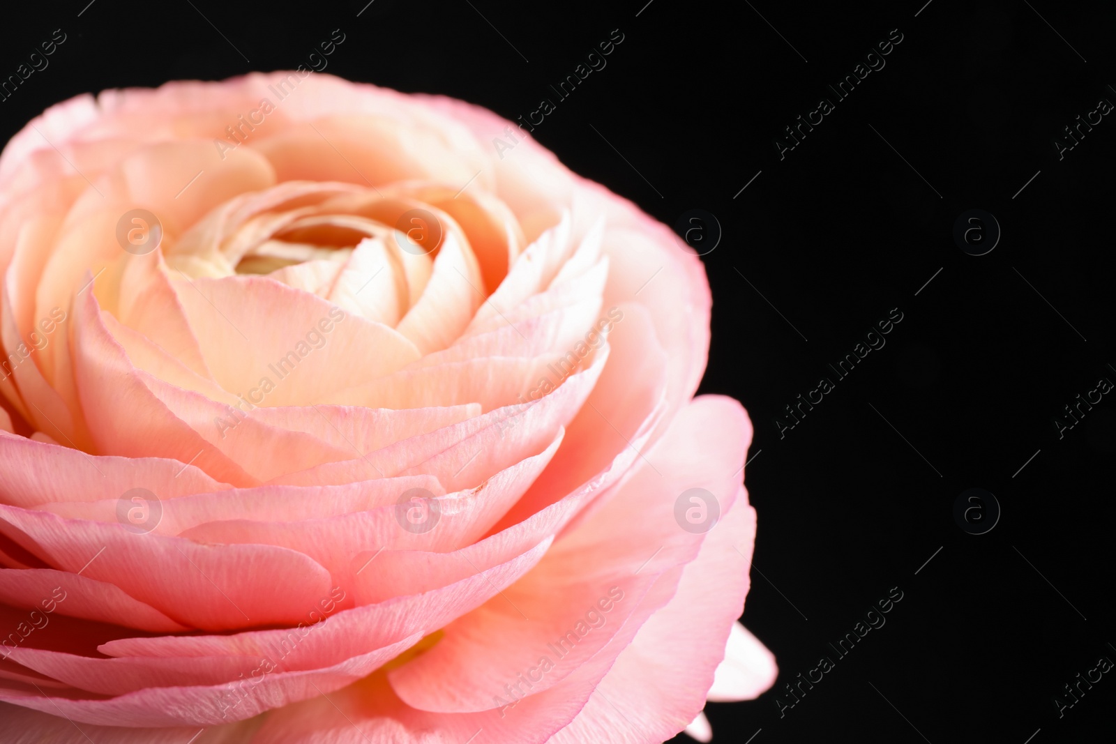 Photo of Beautiful fresh ranunculus flower on black background, closeup