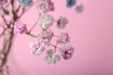 Photo of Beautiful dyed gypsophila flowers on pink background, closeup. Space for text