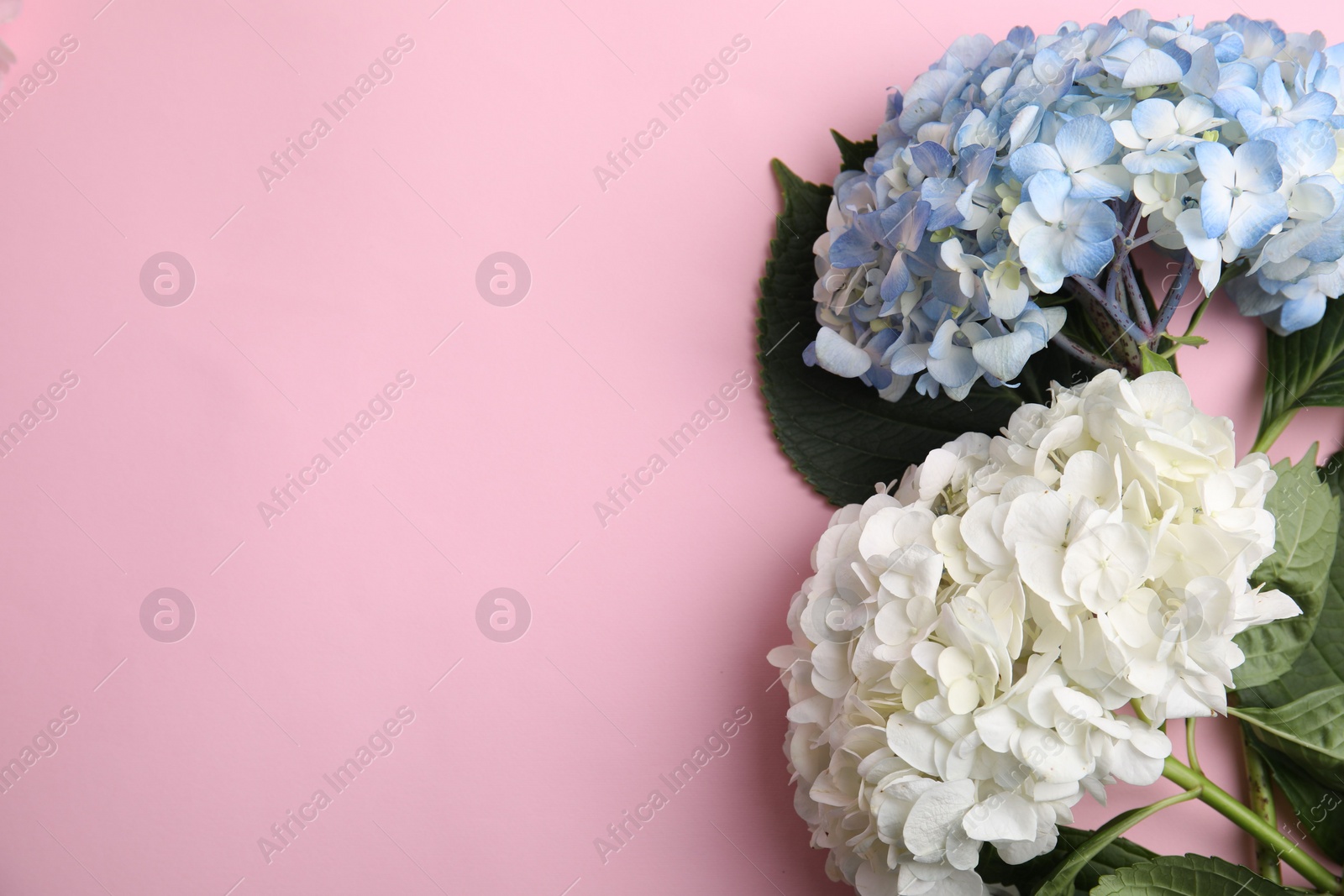 Photo of Beautiful hydrangea flowers on pink background, top view. Space for text