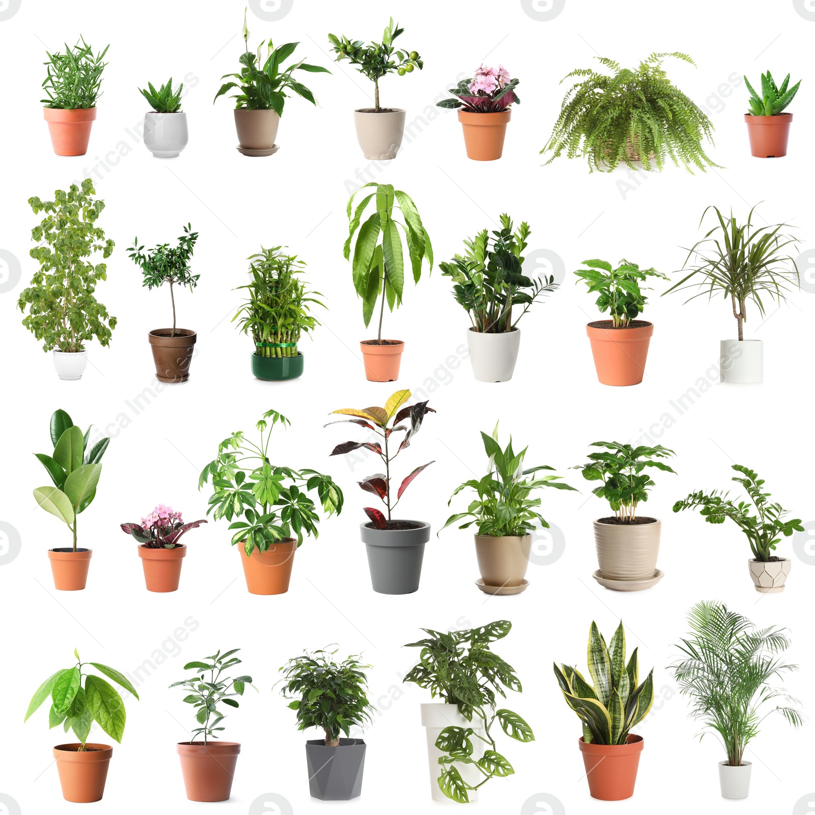 Image of Set of different houseplants in flower pots on white background