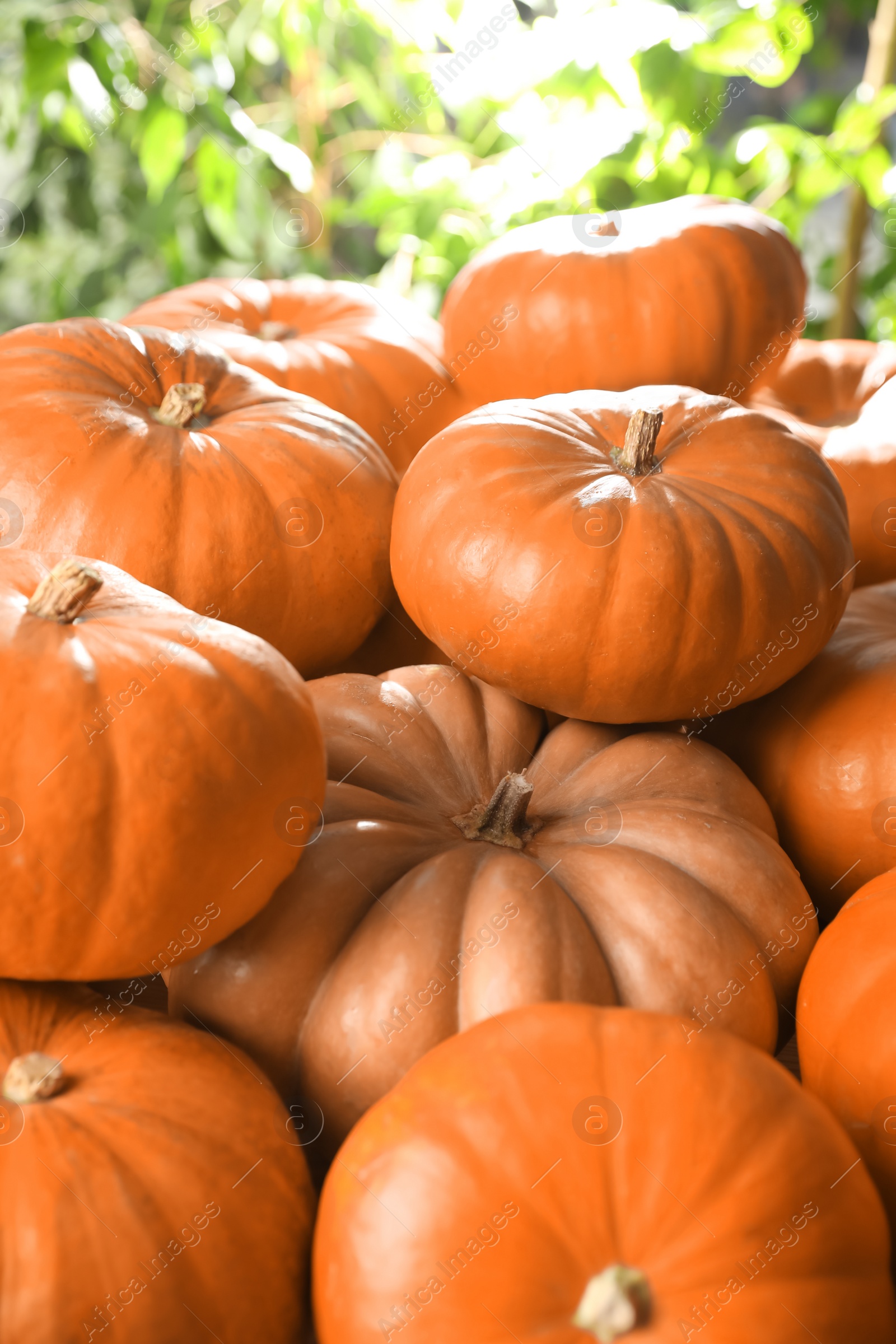 Photo of Many ripe orange pumpkins on blurred background, closeup