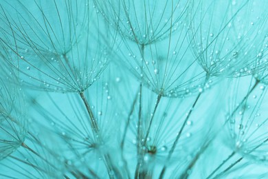 Beautiful fluffy dandelion flower with water drops on turquoise background, closeup