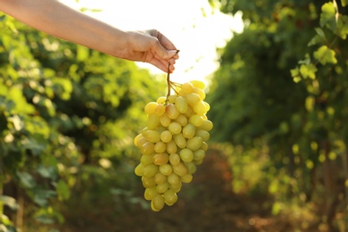 Photo of Woman holding bunch of fresh ripe juicy grapes in vineyard, closeup