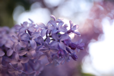 Photo of Closeup view of beautiful blossoming lilac shrub outdoors