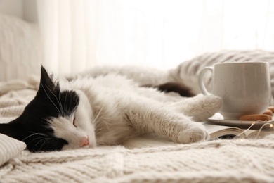 Photo of Adorable cat lying on blanket with open book near cup of hot drink and cookies