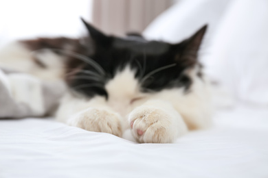 Cute cat relaxing on bed. Lovely pet